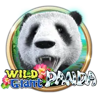 Wild Giant Panda